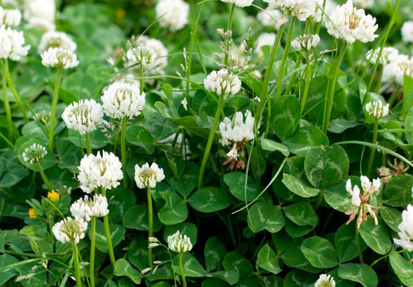 Tips for Growing and Caring for a Lawn of Clover