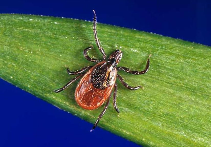 Types of ticks: Pictures, diseases, and safety