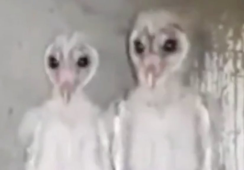 Viral Owl Video 2019