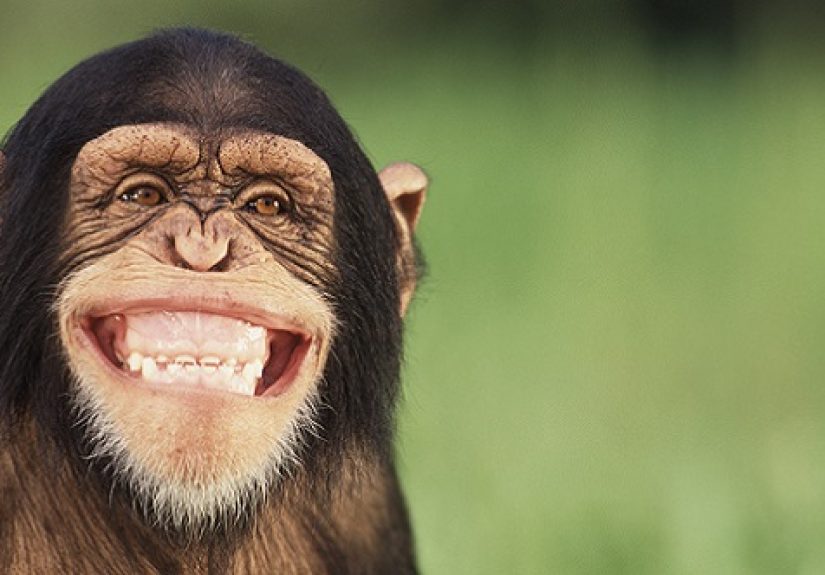 10 Ways Monkeys Are More Like Us Than We Think