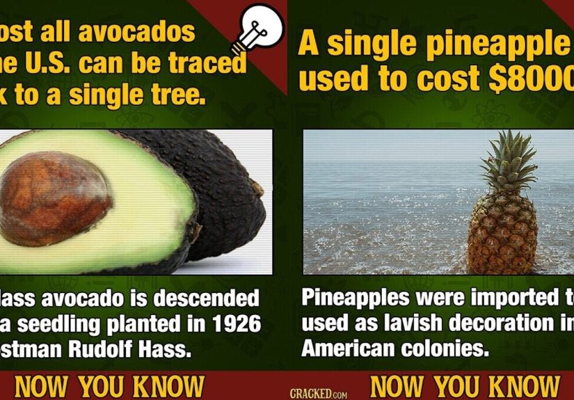 28 Odd Facts About the Foods and Snacks You Shove Down Your Throat by the Fistful