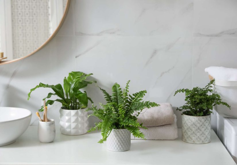 35 Types of Fern to Freshen Up Your Home or Garden