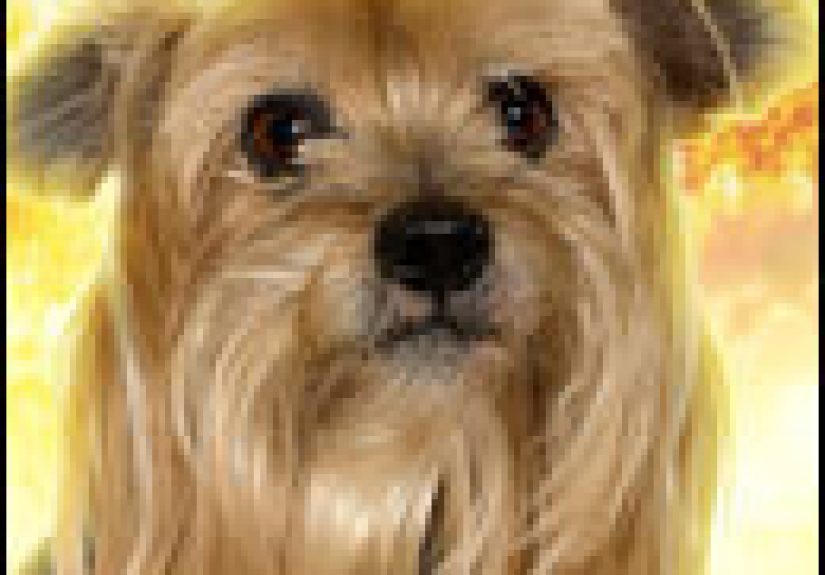 5 Of the Most Badass Soldiers Ever (Happened to be Dogs)