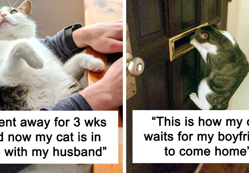 50 “Shameless” Pets That Stole Their Owners’ Partners And Didn’t Even Feel Sorry About It
