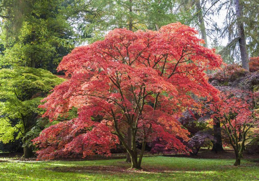 All About Pruning Japanese Maples: How, When, and More