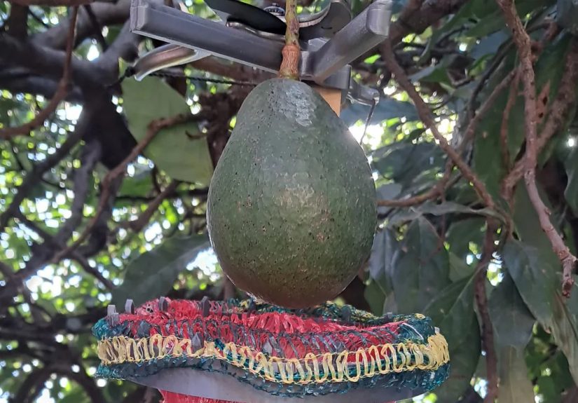 Avocado Harvester Is A Cut Above