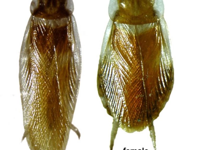 Brown-Banded Cockroaches: How to Get Rid of the Small Brown Roach