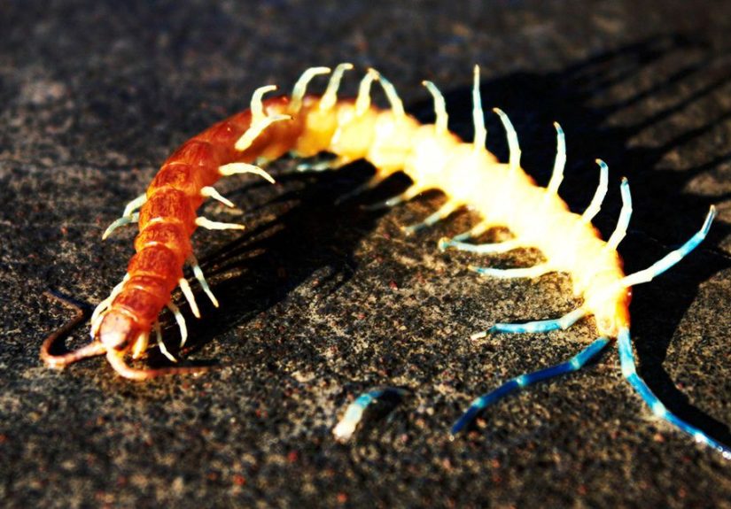 Centipede Bites: Pictures, Symptoms, First Aid, and More