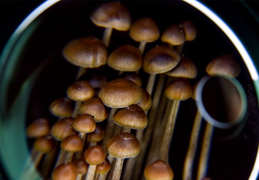 Depression: Psychedelics may strengthen memory circuits in brain