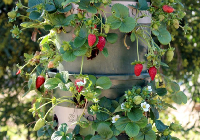 DIY Strawberry Tower With Built in Reservoir