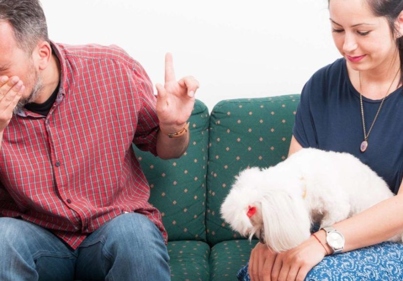 Dog allergies: Symptoms, home remedies, and treatment