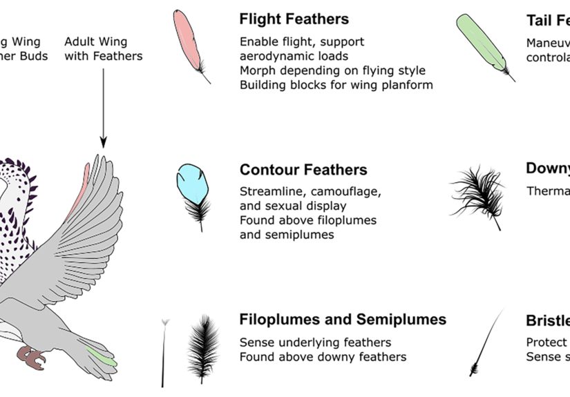 Feathers Are Fantastic, But Flummoxing For Engineers