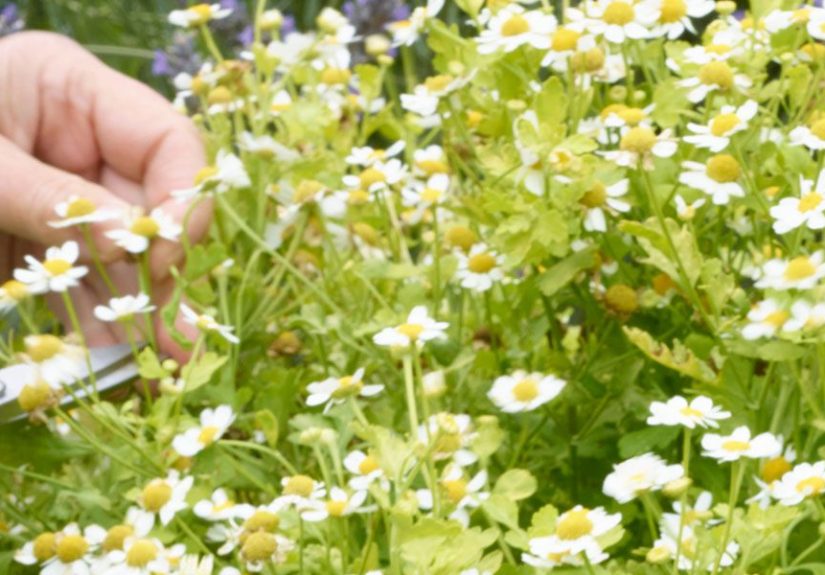 Garden Care