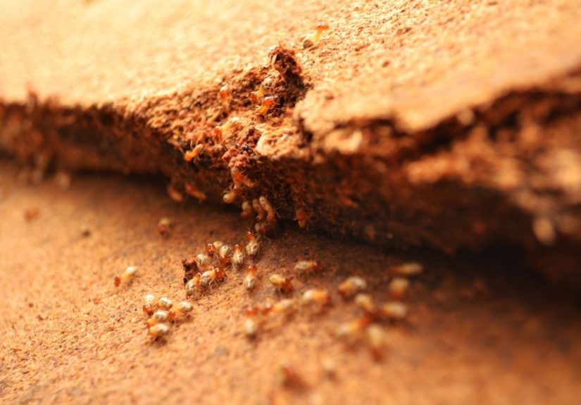 Help! What Are These Tiny White Bugs in My House? - Bob Vila