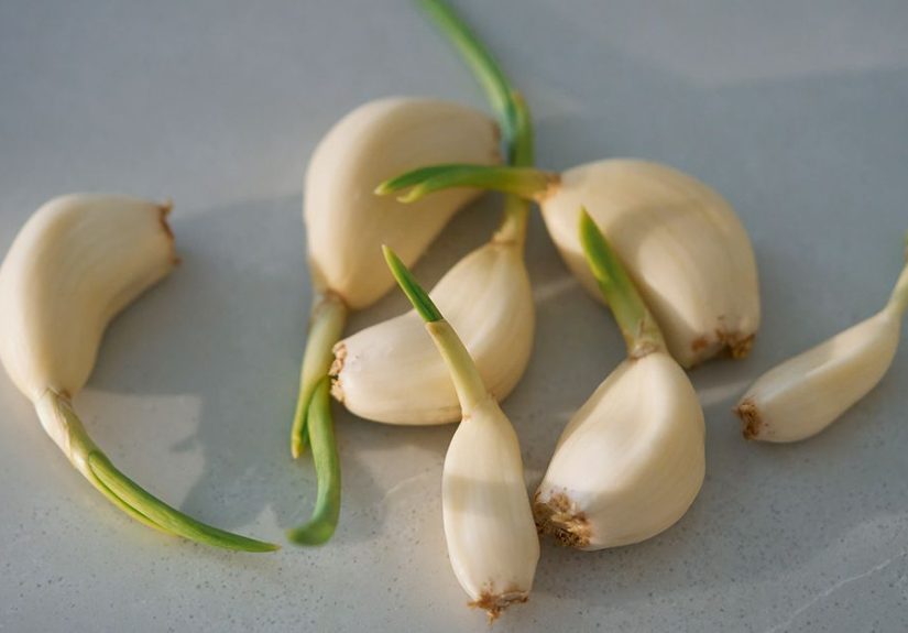 Herbs for Sickle Cell Anemia: 4 Types