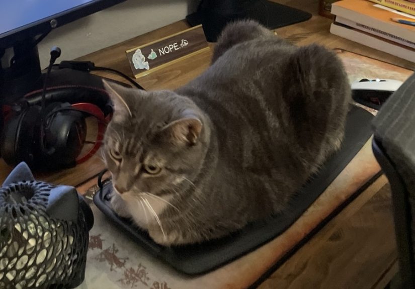 Hey Pandas, Photoshop My Cat