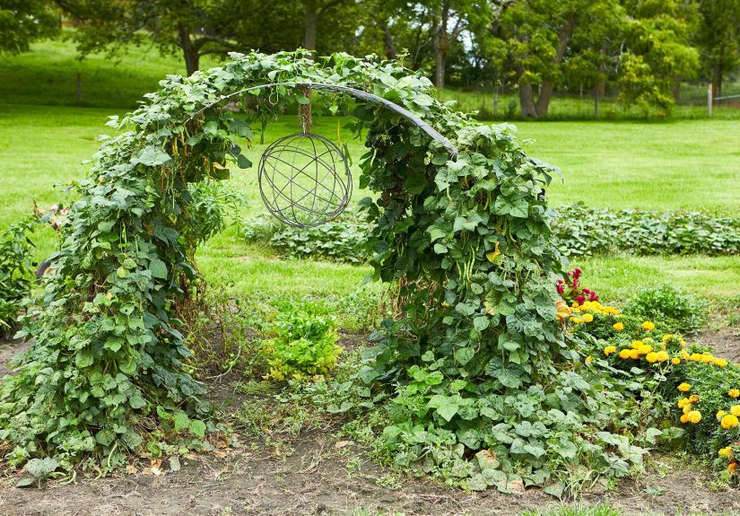 How to Build a Bean Trellis That Adds Interest to Your Garden