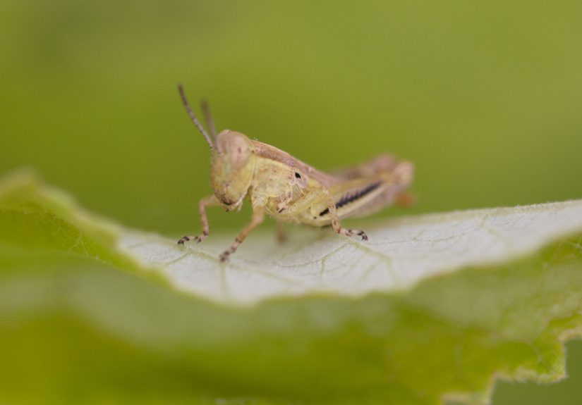 How to Get Rid of Grasshoppers So They Don’t Eat Your Plants
