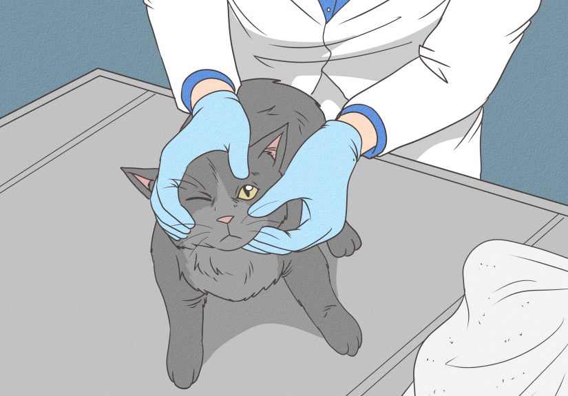 How to Get Your Cat to Stop Hissing