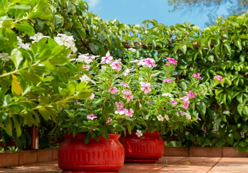 How to Grow a Garden When You Don't Have a Backyard