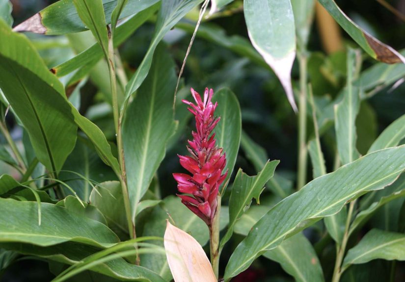 How to Grow and Care for Turmeric