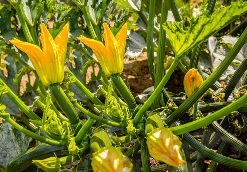 How to Grow and Care for Zucchini Plants