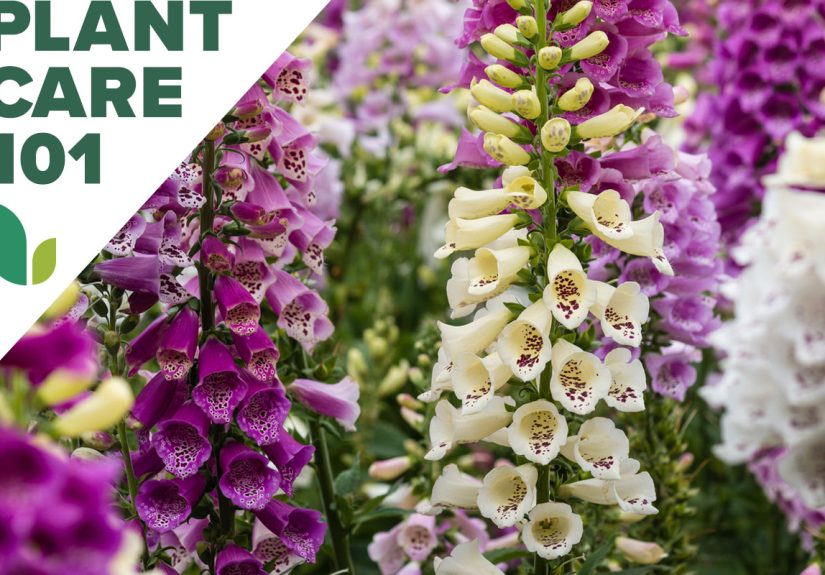 How to Grow Foxglove in Your Home Landscape - Bob Vila
