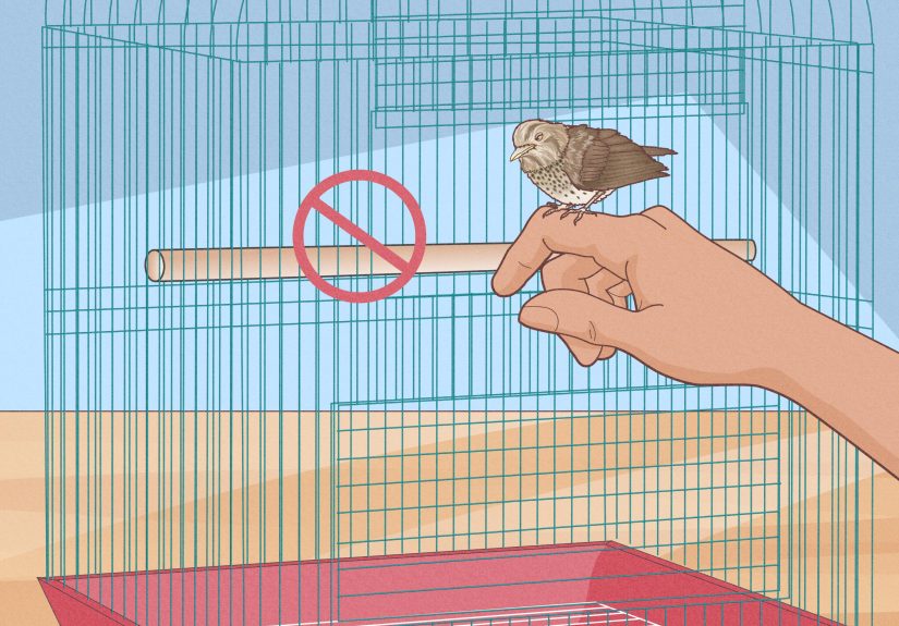 How to Help a Baby Bird That Fell Out of a Nest