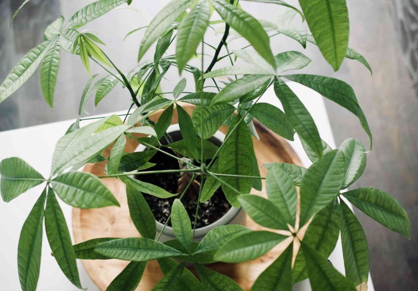 How to Repot a Money Tree in 6 Steps
