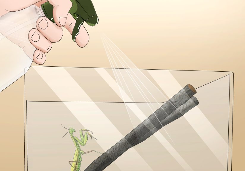 How to Take Care of a Praying Mantis