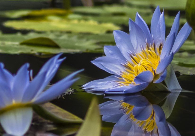 I Photographed Beautiful Water Lilies