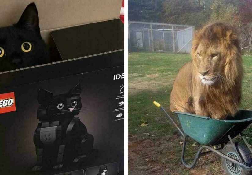 “If I Fits, I Sits”: 50 Pics Of Cats That Prove They Can Be Comfy Pretty Much Anywhere