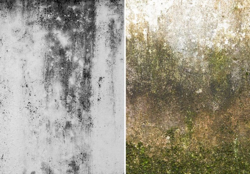 Is It Mold or Mildew?