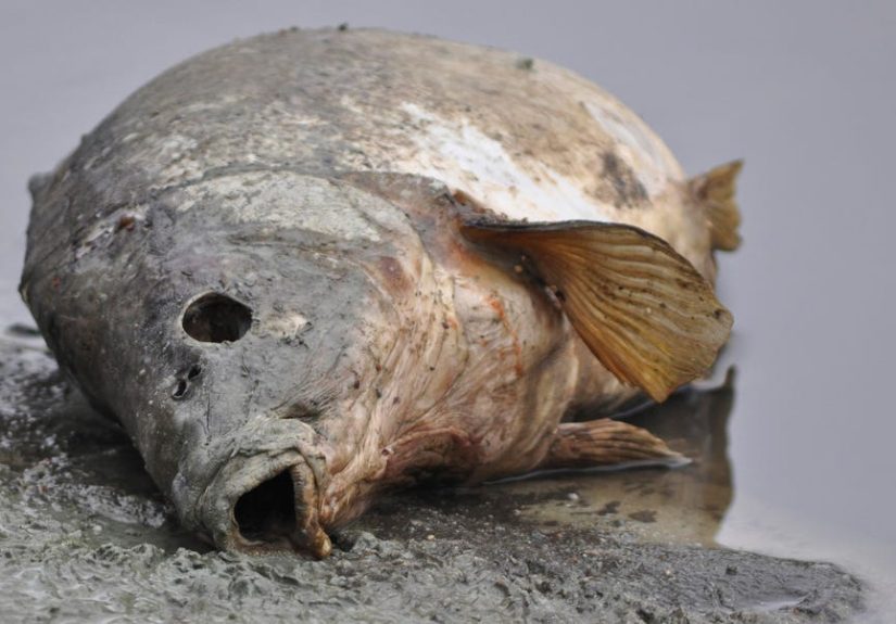 Last Fish in the Ocean