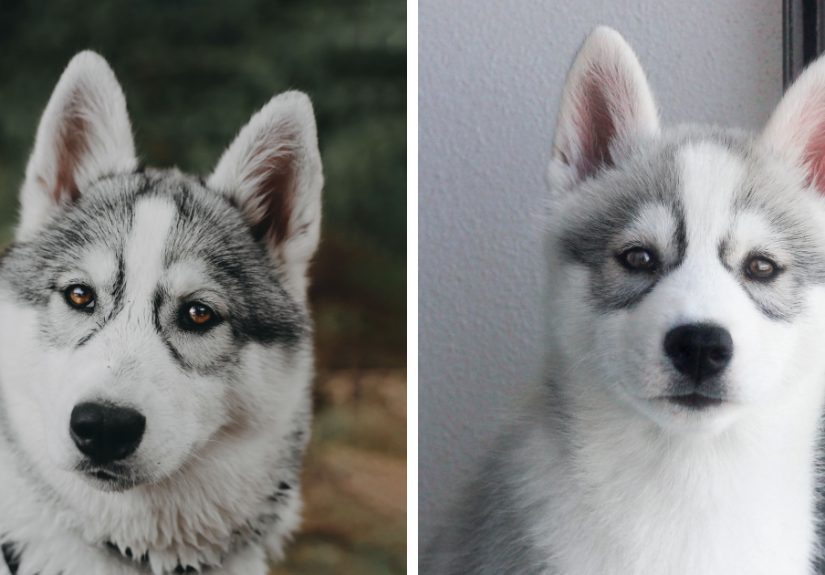 Meet My Dog Tsuki, The Siberian Husky With Goggles!
