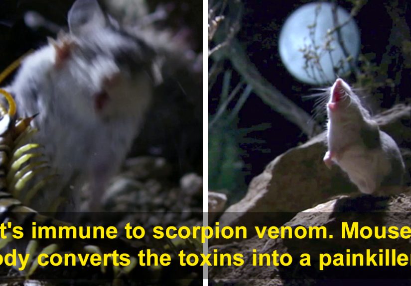 Meet The Most Hardcore Mice You’ve Ever Seen That Hunt Scorpions And Howl At The Moon
