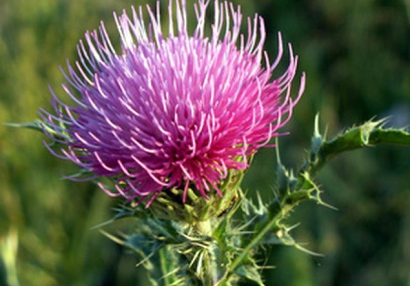 Milkweed & Milk Thistle