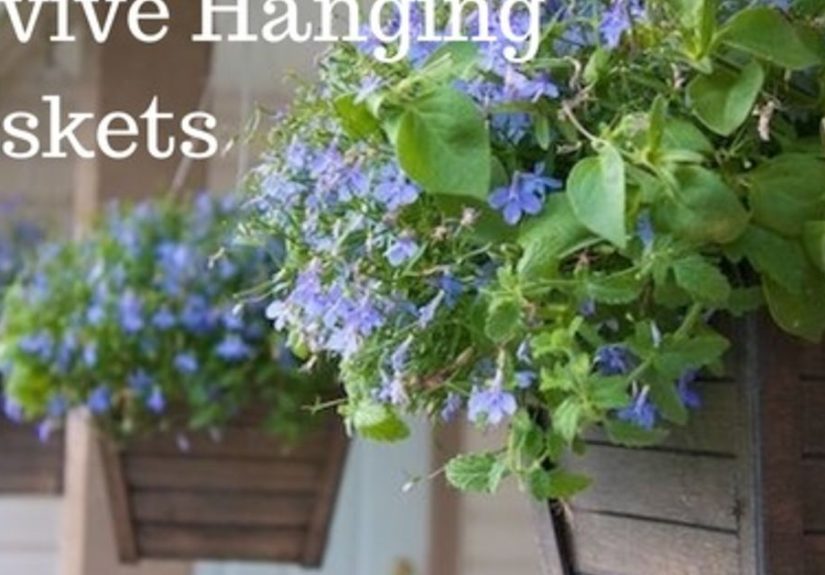 Revive Hanging Baskets