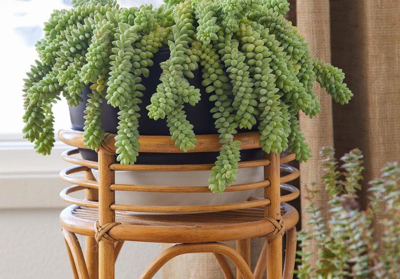 The 10 Easiest Types of Indoor Succulents