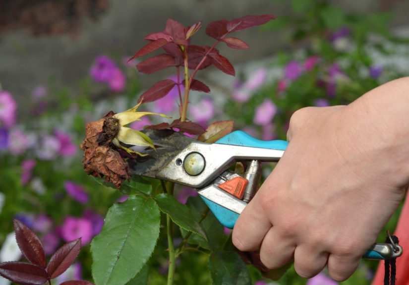 The Dos and Don’ts of Deadheading Flowers - Bob Vila