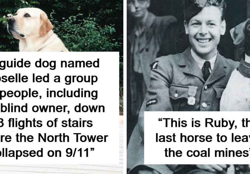 These 50 Historical Pets Had Lives More Interesting Than Most People