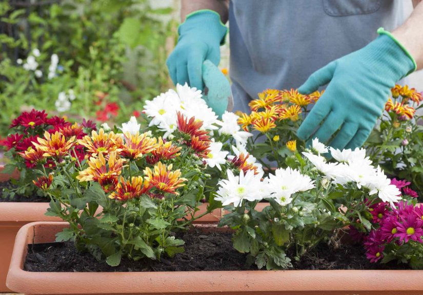 This One Fertilizer Will Keep Your Flowers Blooming All Through Fall, Gardeners Say