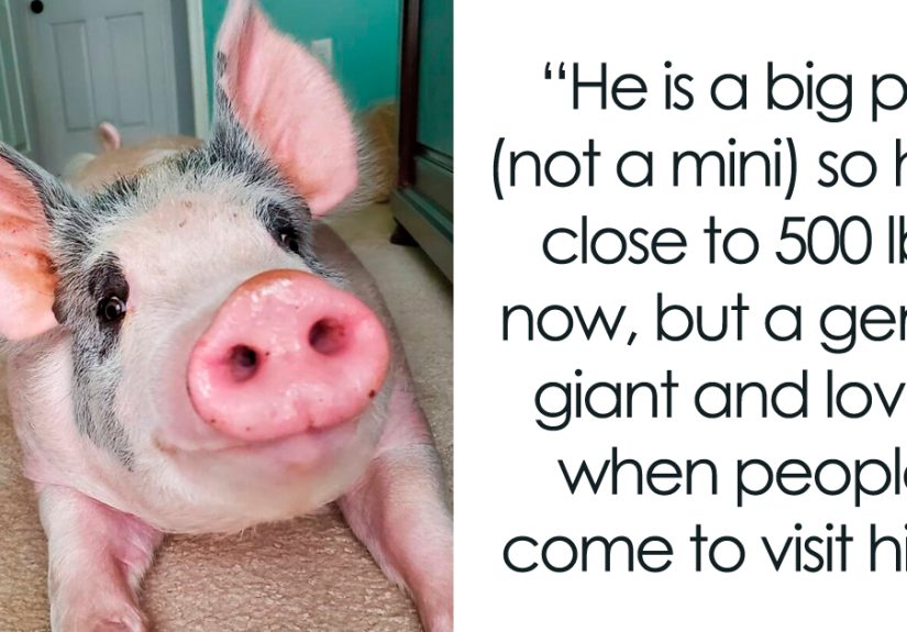 Vet Said Floppy Wouldn’t Live Longer Than A Week And Recommended Putting Him Down, Now He Is 1.5 Years Old And A 500 Lb Indoor Pig