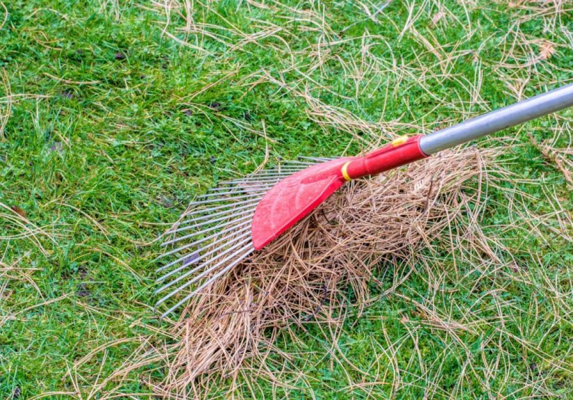 We Researched and Tested the Best Rakes for Pine Needles