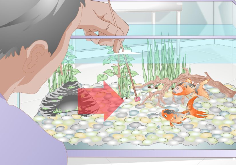 3 Ways to Play With a Goldfish