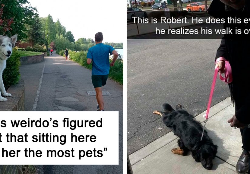 45 Of The Silliest New Pics Of Doggos ‘Malfunctioning’, As Shared On This Online Group