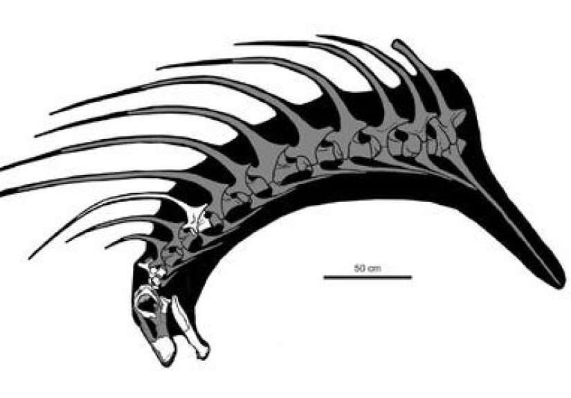 Bone-Mohawk Dinosaurs Discovered