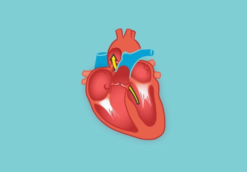 Cross Section of the Heart Diagram & Function