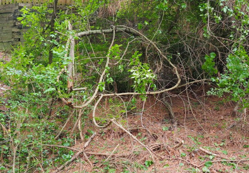 DIY Basketweaving: How to Make a Round Basket From Wild Vines