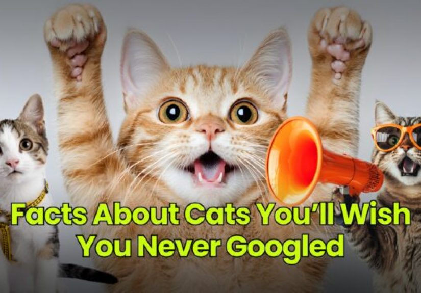 Facts About Cats You’ll Wish You Never Googled - Dumb Little Man